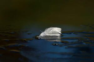 Website 101 DSC 5644