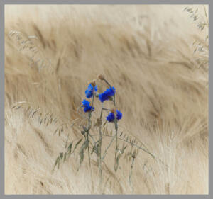 Website 300.  DSC8333 1