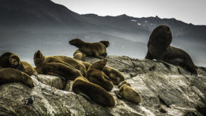 Zeehonden Ushuaia