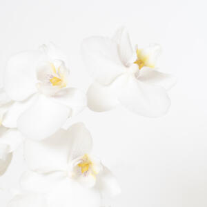 AFDRUKKEN 2020 High Key